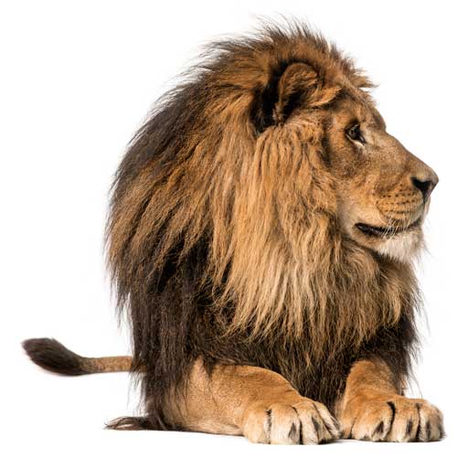 Stewart Financial Lion